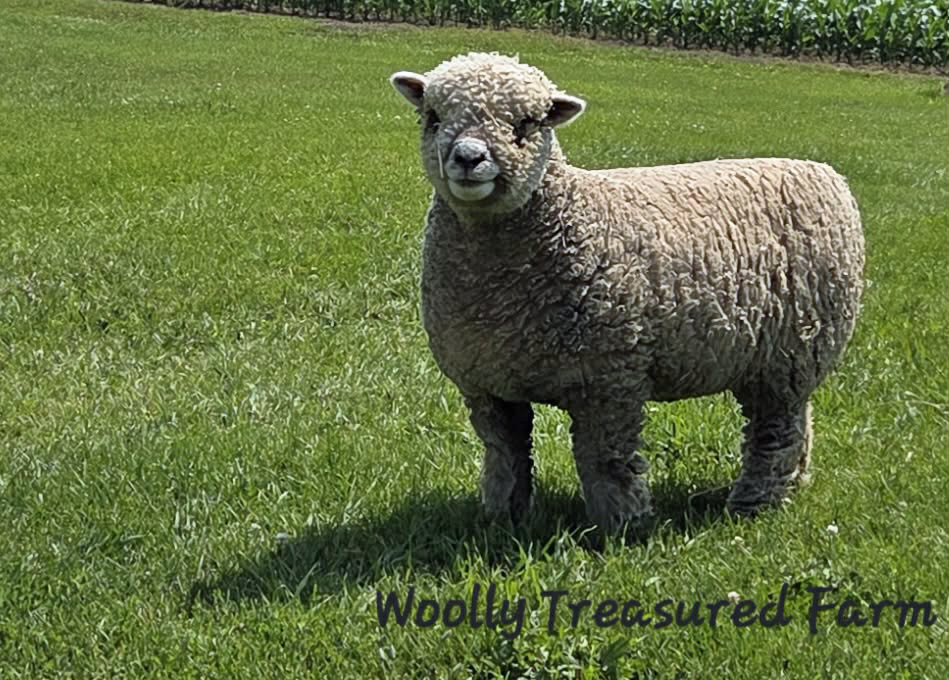 Woolly Treasured Farm