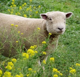 NABSSAR.ORG - Info on Babydoll Southdown Sheep Registration